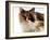 Domestic Cat, Tortoiseshell and White-Jane Burton-Framed Photographic Print