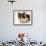 Domestic Cat, Tortoiseshell and White-Jane Burton-Framed Photographic Print displayed on a wall