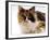 Domestic Cat, Tortoiseshell and White-Jane Burton-Framed Photographic Print