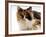 Domestic Cat, Tortoiseshell and White-Jane Burton-Framed Photographic Print