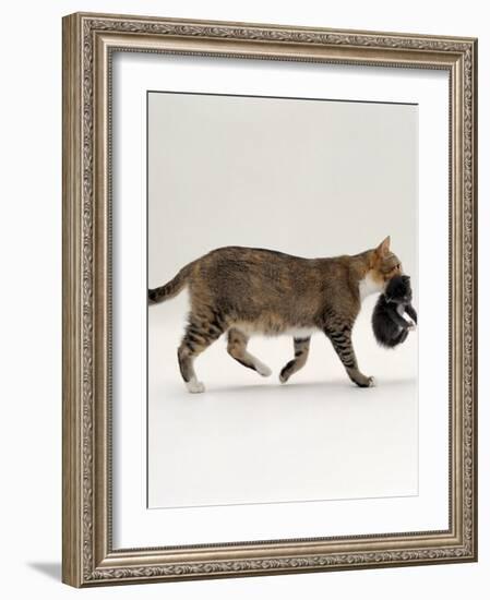 Domestic Cat, Tortoiseshell Mother Carrying / Moving Kitten-Jane Burton-Framed Photographic Print