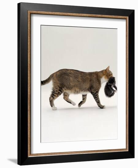 Domestic Cat, Tortoiseshell Mother Carrying / Moving Kitten-Jane Burton-Framed Photographic Print