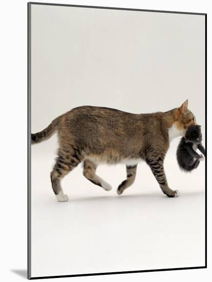 Domestic Cat, Tortoiseshell Mother Carrying / Moving Kitten-Jane Burton-Mounted Photographic Print