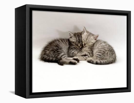 Domestic Cat, Two 7-Week Sleeping Silver Tabby Kittens-Jane Burton-Framed Premier Image Canvas