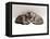 Domestic Cat, Two 7-Week Sleeping Silver Tabby Kittens-Jane Burton-Framed Premier Image Canvas