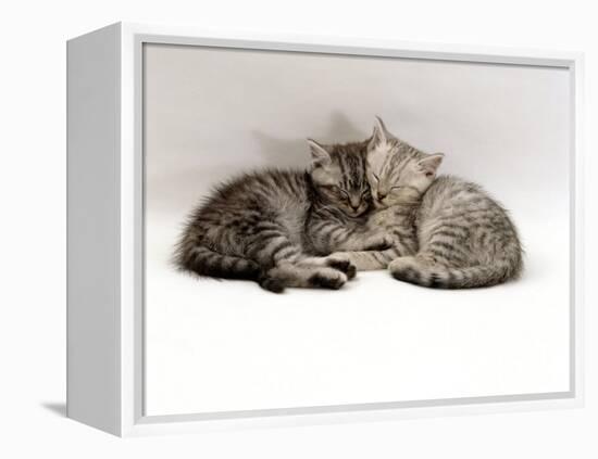 Domestic Cat, Two 7-Week Sleeping Silver Tabby Kittens-Jane Burton-Framed Premier Image Canvas