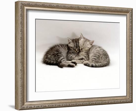 Domestic Cat, Two 7-Week Sleeping Silver Tabby Kittens-Jane Burton-Framed Photographic Print