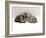 Domestic Cat, Two 7-Week Sleeping Silver Tabby Kittens-Jane Burton-Framed Photographic Print