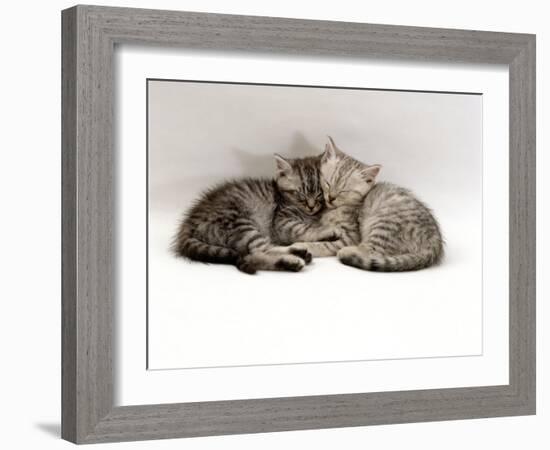 Domestic Cat, Two 7-Week Sleeping Silver Tabby Kittens-Jane Burton-Framed Photographic Print