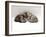 Domestic Cat, Two 7-Week Sleeping Silver Tabby Kittens-Jane Burton-Framed Photographic Print