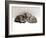 Domestic Cat, Two 7-Week Sleeping Silver Tabby Kittens-Jane Burton-Framed Photographic Print