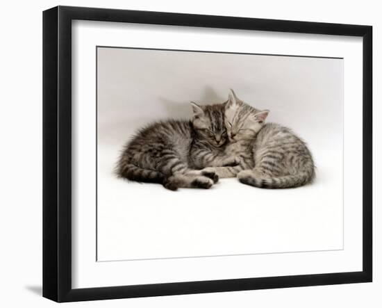 Domestic Cat, Two 7-Week Sleeping Silver Tabby Kittens-Jane Burton-Framed Photographic Print