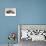 Domestic Cat, Two 7-Week Sleeping Silver Tabby Kittens-Jane Burton-Mounted Photographic Print displayed on a wall
