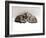 Domestic Cat, Two 7-Week Sleeping Silver Tabby Kittens-Jane Burton-Framed Photographic Print