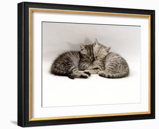 Domestic Cat, Two 7-Week Sleeping Silver Tabby Kittens-Jane Burton-Framed Photographic Print