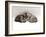 Domestic Cat, Two 7-Week Sleeping Silver Tabby Kittens-Jane Burton-Framed Photographic Print