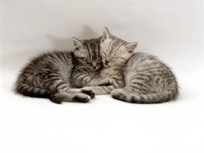 Domestic Cat Two 7 Week Sleeping Silver Tabby Kittens