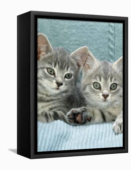 Domestic Cat, Two 8-Week Blue Tabby Kittens-Jane Burton-Framed Premier Image Canvas