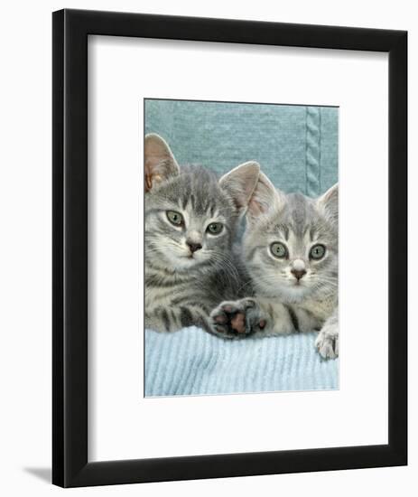 Domestic Cat, Two 8-Week Blue Tabby Kittens-Jane Burton-Framed Premium Photographic Print