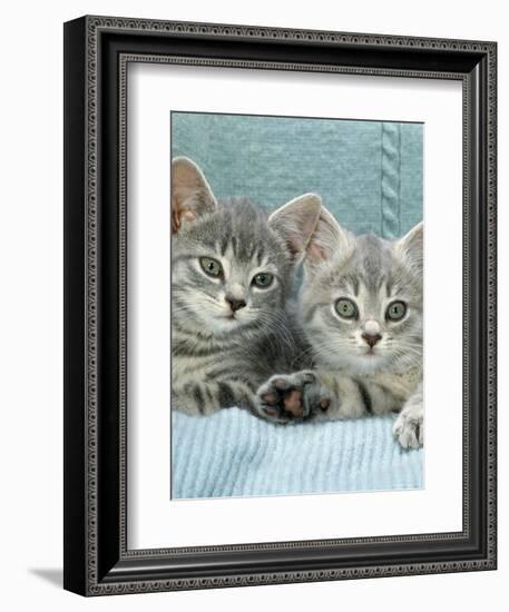 Domestic Cat, Two 8-Week Blue Tabby Kittens-Jane Burton-Framed Premium Photographic Print