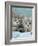 Domestic Cat, Two 8-Week Blue Tabby Kittens-Jane Burton-Framed Photographic Print