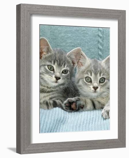 Domestic Cat, Two 8-Week Blue Tabby Kittens-Jane Burton-Framed Photographic Print