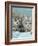 Domestic Cat, Two 8-Week Blue Tabby Kittens-Jane Burton-Framed Photographic Print