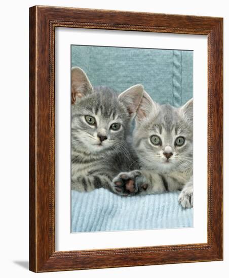 Domestic Cat, Two 8-Week Blue Tabby Kittens-Jane Burton-Framed Photographic Print