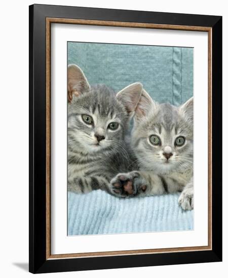 Domestic Cat, Two 8-Week Blue Tabby Kittens-Jane Burton-Framed Photographic Print