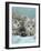 Domestic Cat, Two 8-Week Blue Tabby Kittens-Jane Burton-Framed Photographic Print