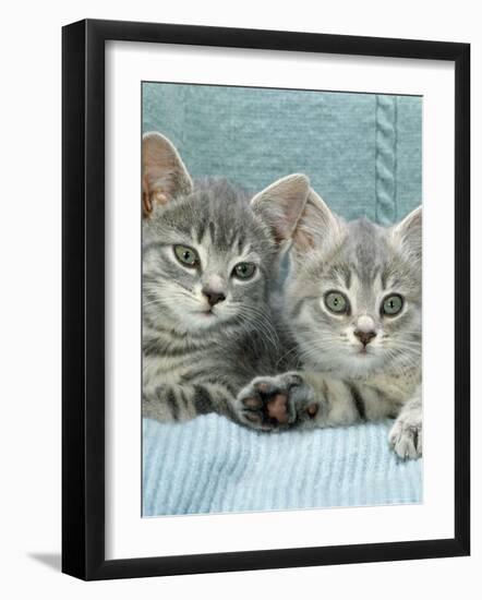 Domestic Cat, Two 8-Week Blue Tabby Kittens-Jane Burton-Framed Photographic Print