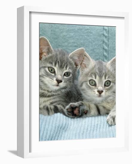 Domestic Cat, Two 8-Week Blue Tabby Kittens-Jane Burton-Framed Photographic Print