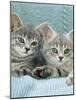 Domestic Cat, Two 8-Week Blue Tabby Kittens-Jane Burton-Mounted Photographic Print
