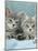 Domestic Cat, Two 8-Week Blue Tabby Kittens-Jane Burton-Mounted Photographic Print