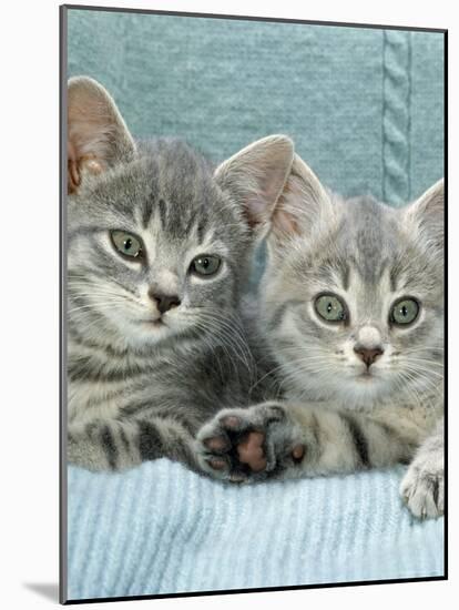 Domestic Cat, Two 8-Week Blue Tabby Kittens-Jane Burton-Mounted Photographic Print