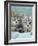 Domestic Cat, Two 8-Week Blue Tabby Kittens-Jane Burton-Framed Photographic Print