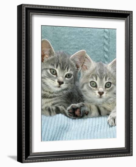 Domestic Cat, Two 8-Week Blue Tabby Kittens-Jane Burton-Framed Photographic Print