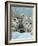 Domestic Cat, Two 8-Week Blue Tabby Kittens-Jane Burton-Framed Photographic Print