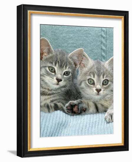 Domestic Cat, Two 8-Week Blue Tabby Kittens-Jane Burton-Framed Photographic Print