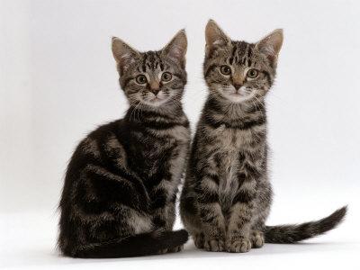 Domestic Cat Two 8 Week Tabby Kittens Male and Female