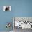 Domestic Cat, Two 8-Week Tabby Kittens, Male and Female-Jane Burton-Mounted Photographic Print displayed on a wall