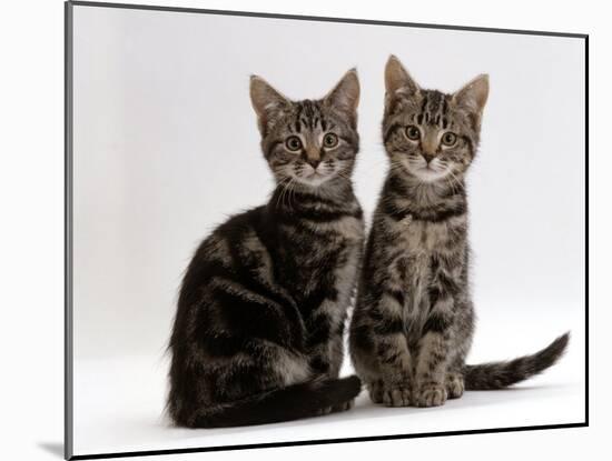 Domestic Cat, Two 8-Week Tabby Kittens, Male and Female-Jane Burton-Mounted Photographic Print