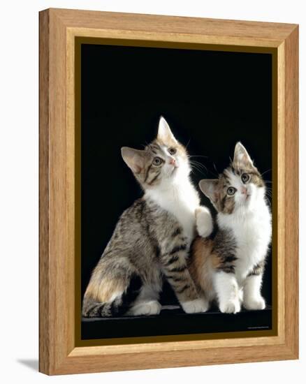 Domestic Cat, Two 8-Week Tabby Tortoiseshell and White Kittens-Jane Burton-Framed Premier Image Canvas