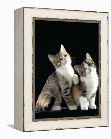 Domestic Cat, Two 8-Week Tabby Tortoiseshell and White Kittens-Jane Burton-Framed Premier Image Canvas