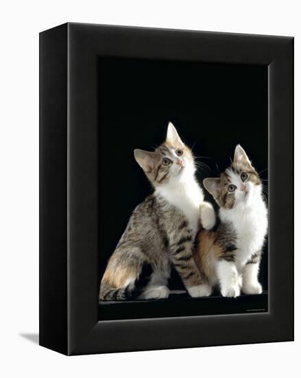 Domestic Cat, Two 8-Week Tabby Tortoiseshell and White Kittens-Jane Burton-Framed Premier Image Canvas