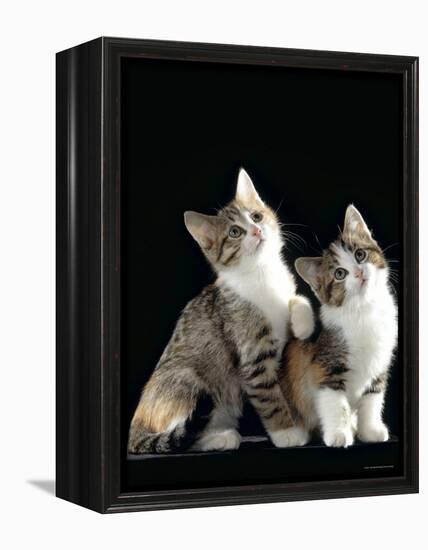 Domestic Cat, Two 8-Week Tabby Tortoiseshell and White Kittens-Jane Burton-Framed Premier Image Canvas