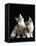 Domestic Cat, Two 8-Week Tabby Tortoiseshell and White Kittens-Jane Burton-Framed Premier Image Canvas