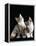 Domestic Cat, Two 8-Week Tabby Tortoiseshell and White Kittens-Jane Burton-Framed Premier Image Canvas