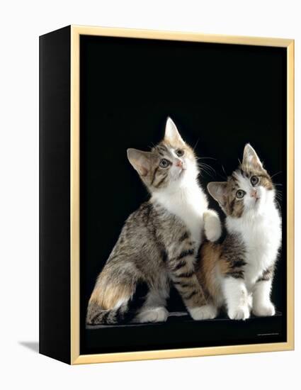 Domestic Cat, Two 8-Week Tabby Tortoiseshell and White Kittens-Jane Burton-Framed Premier Image Canvas