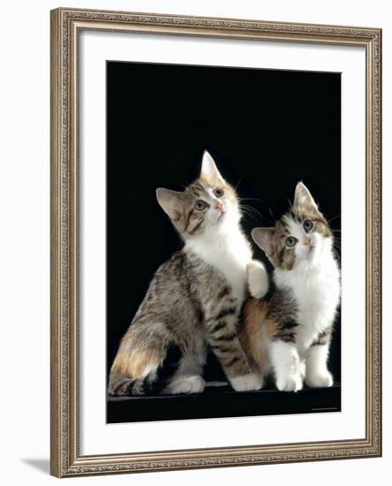 Domestic Cat, Two 8-Week Tabby Tortoiseshell and White Kittens-Jane Burton-Framed Photographic Print